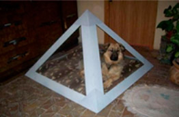 Perro en piramascota interior