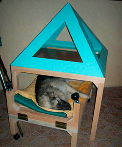 Perro curado en dos días por envenenamiento con estricnina