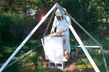 Pirámide con colmena de abejas en su interior